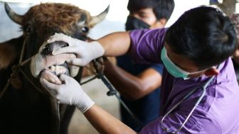 115 Hewan Ternak di Solok Selatan Terjangkit Penyakit Mulut dan Kuku