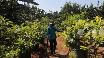 Petani memantau pohon jambu saat pelaksanaan Gerakan Jumat Menanam &quot;Go Jak Farm&quot; di Susia Garden, Kalibata, Jakarta, Jumat (13/5/2022). [Suara.com/Angga Budhiyanto]