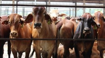 PMK Sudah Jangkiti Hewan Ternak di Lampung, Ini Langkah Pemprov