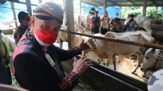 Wabah PMK Sampai ke Jateng, Ganjar Pastikan Stok Daging Aman