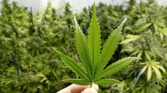 Mulai Juni, Thailand Akan Bagikan 1 Juta Bibit Ganja Secara Gratis
