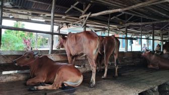 59 Ekor Sapi dan Kerbau Warga Padang Pariaman Terinfeksi PMK
