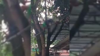 Sedang Memanjat Pohon Mangga, Pemuda Teluk Lerong Tersengat Listrik