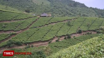 Bukan di Puncak Bogor, Hamparan Kebun Teh Indah Ini Ada di Majalengka