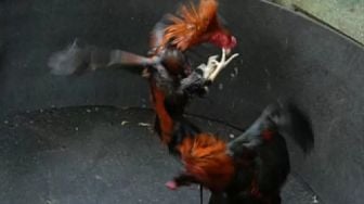 Polda Sulsel Bongkar Praktik Judi Sabung Ayam di Toraja Utara