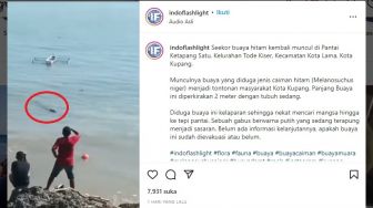 Diduga Kelaparan, Buaya Memakan Gabus di Pantai Ketapang Viral di Instagram