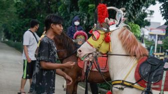 Seorang kusir mempersiapkan kuda untuk ditunggangi di kawasan Kanal Banjir Timur (KBT), Jakarta Timur, Senin (16/5/2022). [Suara.com/Alfian Winanto] 