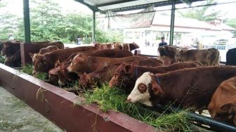 Kabar Gembira! Ratusan Sapi Lombok Tengah Sembuh dari Penyakit Mulut dan Kuku, Bagaimana Caranya?