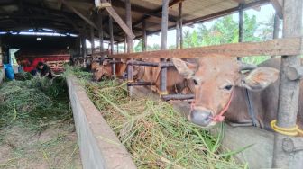 Pedagang Sapi di Tanjungpinang dan Bintan Terancam Tak Berjualan, Stok Sapi Dihentikan Sementara karena Wabah