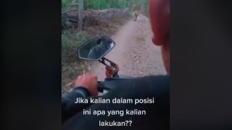 Viral Video Pria Berpapasan dengan Harimau, Publik Syok