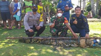 Dikira Menangkap Ikan, Ternyata 1 Ekor Buaya Masuk ke Jaring Nelayan di Bintan