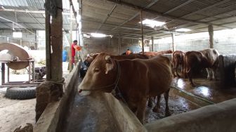Kasus PMK di Banjarnegara Meningkat, Hewan Ternak Disembelih Paksa