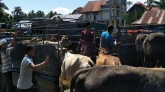 PMK Mewabah, 2 Pasar Ternak di Padang Pariaman Terpaksa Ditutup