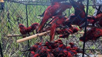 Puluhan Burung Nuri Tanimbar Dilepas di Hutan Desa Amdasa