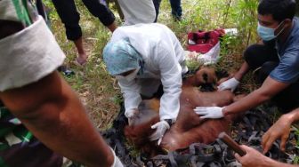 Orang Utan Terjebak di Perkebunan Aceh Timur, Begini Kondisinya