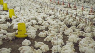 Tingkatkan Kualitas Daging Ayam, McDonalds Kenalkan Sistem Peternakan Berkualitas