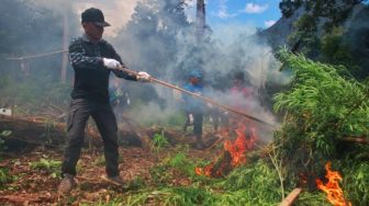 BNN Aceh Musnahkan 3,5 Hektare Ladang Ganja di Hutan Lamteuba