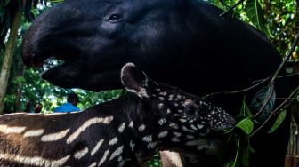 Seekor anak Tapir Tenuk (Tapirus indicus) makan bersama induknya di Bandung Zoological Garden, Bandung, Jawa Barat, Jumat (20/5/2022). [ANTARA FOTO/Novrian Arbi/nym]
