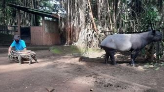 Lahir Normal, Bayi Tapir Cantik Ini Jadi Penghuni Baru Kebun Binatang Bandung