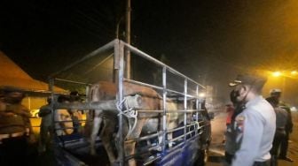 Batasi Keluar Masuk Sapi di Mojokerto, Disperta: Urus Surat Kesehatan Hewan dan Cek Sapi Gratis!