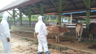 1.617 Hewan Ternak di Sumbar Terjangkit Penyakit Mulut dan Kuku, Paling Banyak di Tanah Datar