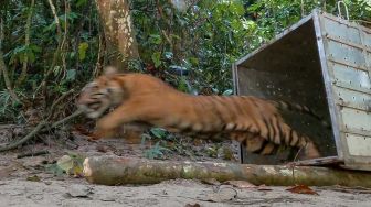 Suami di Riau Saksikan Istri Diterkam-Diseret Harimau ke Hutan hingga Tewas