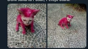 Viral, Kucing Kecil ini Diwarnai Jadi Pink, Netizen Geram!