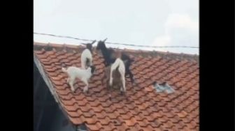 Bosan Merumput, Kambing-kambing Ini Naik ke Atas Genteng Rumah Warga