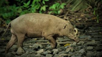 Anoa, Babi Rusa, Macaca Nigra, Maleo, dan Tarsius Terancam Punah di Sulawesi Utara