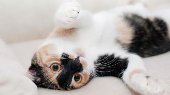 Viral Kucing Anteng Buang Air Besar di Atas Tepung, Warganet: Dikira Pasir Premium