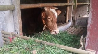 20.723 Ternak di Indonesia Kena Wabah Penyakit Mulut dan Kuku atau PMK, bukan 5,4 Juta Ekor