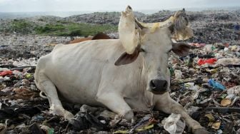 Kabar Baik! Sapi Asal Sulawesi Sudah Bisa Masuk ke Kota Minyak