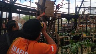 Terpopuler: Lembang Park and Zoo Bandung Kehilangan Lima Ekor Burung, Korban Selamat Kecelakaan Bus Ciamis Buka Suara