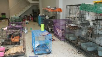 Ratusan Kucing Telantar di Ruko Bukit Darmo hingga Kapal Anugerah Ilahi Tenggelam di Perairan Pulau Sapudi