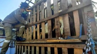 650 Ekor Kambing Asal NTT untuk Kebutuhan Kurban Idul Adha Tiba di Kabupaten Bulukumba