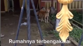 Anjing Ini Tetap Setia Tunggu Rumah meski Majikannya Sudah Tidak Ada Lagi, Videonya Viral