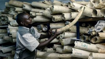 Kesulitan Dana Untuk Biaya Konservasi, Zimbabwe Minta Diizinkan Jual Ratusan Ton Gading Gajah Sitaan