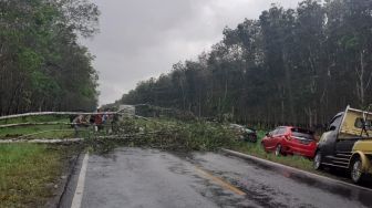 Pohon Tumbang Tutupi Ruas Jalan Ir Sutami Tanjung Bintang, Sempat Terjadi Kemacetan