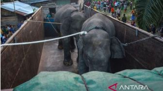 Terpisah dari Kelompoknya, Dua Gajah Sumatera Dipindahkan ke Indragiri Hulu Jambi