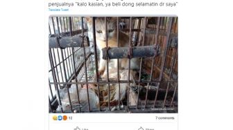 Minta Selamatkan Hidup, Orang ini Jual Kucing Tak Terurus Seharga Rp 500 Ribu, Tuai Perdebatan: Menjual Iba Manusia