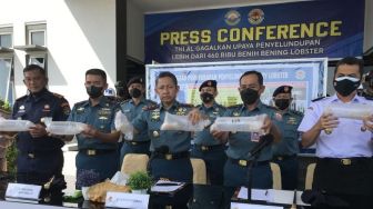 Siap Dikirim ke Vietnam, Penyeludupan 466.000 Benur Lobster Bernilai Rp46,7 Miliar di Batam Digagalkan TNI AL