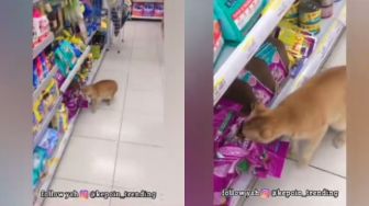 Ulah Kucing Oranye Buka Makanan di Minimarket, Warganet: Untung Bukan Royal Canin