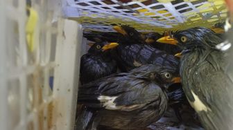 KSKP Bakauheni Gagalkan Penyelundupan Ratusan Ekor Burung ke Pulau Jawa