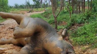 Satu Gajah Hamil Ditemukan Mati di Lahan Konsesi di Riau: Anaknya Tak Tertolong