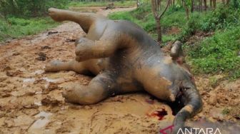Gajah Hamil Ditemukan Mati di Bengkalis, Darah Keluar dari Mulut hingga Telinga