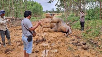 Penemuan Gajah Mati di Hutan Bengkalis, Penyebab Masih Diselidiki