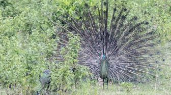 Sering Diburuh, Merak Hijau Jawa Terancam Punah