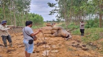 Gajah Betina Ditemukan Mati Tergeletak di KM 48 Koto Pait, Bengkalis