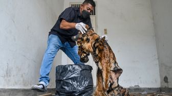 Petugas Balai Konservasi Sumber Daya Alam (BKSDA) memeriksa kulit harimau sumatera jantan yang disita dari pedagang ilegal di Banda Aceh, Jumat (27/5/2022). [CHAIDEER MAHYUDDIN/AFP]