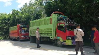 Stop Truk dan Pick Up, Disbunak Paser Minta Kendaraan Bermuatan Hewan Ternak dari Kalsel Putar Balik